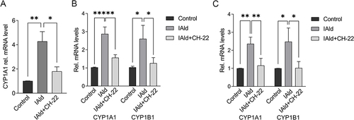 Figure 4 IAld activated AhR signalling in the different cell types.