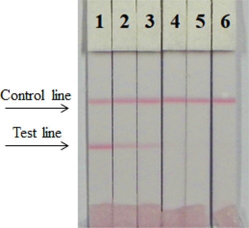 Figure 6. The sensitivity of the immunochromatographic assay of cucumber sample for thiamethoxam.1 = 0 ng/mL, 2 = 0.5 ng/mL, 3 = 1 ng/mL b, 4 = 2.5 ng/mL, 5 = 5 ng/mL, 6 = 10 ng/mL. Respectively cut off at 2 and 1 ng/mL.