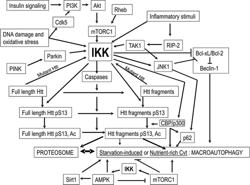 Figure 2 Model: The kinase IKK may activate Htt degradation by a mammalian version of the yeast Cvt pathway. The kinase IKK, activated by inflammatory stimuli, insulin signaling, DNA damage and oxidative stress pathways,Citation48,Citation118–Citation120,Citation153,Citation154 RhebCitation155 and by PINK/parkin,Citation146,Citation147 phosphorylates Htt S13 and activates Htt acetylation by CBP/p300 and caspase cleavage,Citation13 targeting the amino-terminal fragments of Htt for degradation by the proteasome and lysosome.Citation1 IKK reduces interaction of Bcl-xL/Bcl-2 with Beclin-1,Citation4,Citation13,Citation148 thereby priming activation of both starvation-induced and the proposed mammalian Cvt macroautophagic pathways. IKK activates JNK1 and CBP/p300 to increase levels of p62/SQSTM1,Citation4,Citation8,Citation43,Citation148,Citation149 required for the Cvt pathway and AMPKCitation4 which may then activate starvation-induced macroautophagy as a compensatory feedback mechanism. Mutant Htt expression activates IKK.Citation2 The proposed mammalian Cvt pathway, activated by CBP/p300 or inhibition of Sirt1 by nicotinamide, may be involved in vesicle-mediated degradation of phosphorylated/acetylated Htt N-terminal fragments by the lysosome. With aging and mutant Htt expression, the proteasome and this Cvt-like mechanism of autophagy may become impaired, and this loss of function may be compensated for by activation of starvation/rapamycin/AMPK/Sirt1-induced macroautophagy.