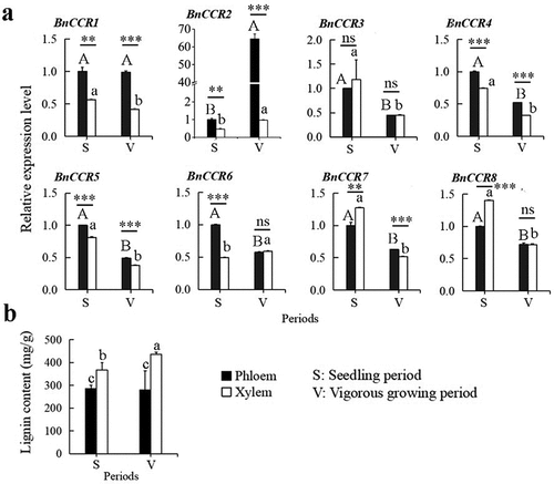 Figure 6. The expression profile of BnCCR genes in the xylem and phloem of the stem at the two periods (a), the lignin content profile of the xylem and phloem of the stem at the two periods (b).