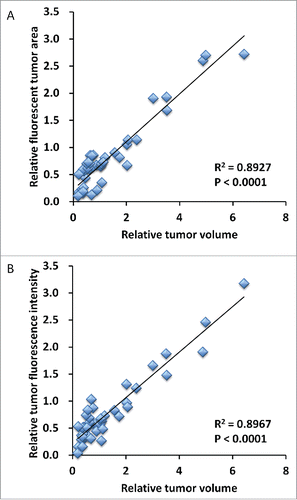 Figure 5. Correlation of fluorescence intensity and fluorescent area with tumor volume. Both relative tumor fluorescent area (A) and relative fluorescence intensity (B) demonstrated a strong positive correlation with relative tumor volume (R2 = 0.8927, p < 0.0001; R2 = 0.8967, p < 0.0001; respectively).