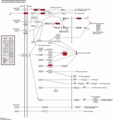 Figure 3. Plant-pathogen interaction. The red box represents up-regulated expression gene. When plants are stimulated by external biological stimuli, CNGCs channel opens and Ca2+ influx occurs. Then the activation of calmodulin (CaM) feedback inhibits the activity of CNGCs and prevents the intracellular Ca2+ concentration from soaring. CDPK was activated to phosphorylate downstream target proteins, MAPK was activated and WRKY transcription factors were phosphorylated. It also activates NADPH, oxidizes Rboh, and causes hypersensitivity (HR).