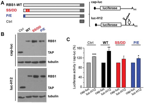 Figure 6. RBS1 substitution mutants lose the stimulatory effect on H12-dependent translation. (A) Schematic representing the proteins and RNA reporters expressed in HEK293 cells. (B) Expression of the TAP fusion peptide (Ctrl), RBS1-WT, SS-DD, and P-E proteins were immunodetected with anti-CBP. Tubulin was used as loading control. (C) Normalized luciferase activity obtained for luc-H12 mRNA relative to cap-luc transcript in cells expressing Ctrl, RBS1-WT, SS-DD, or P-E proteins. Values represent the mean ± SEM (*p < 0.05, **p < 0.01, ***p < 0.001 by Student’s t-test).