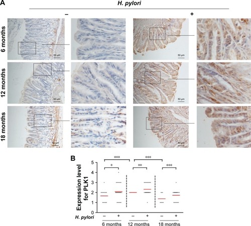 Figure 3 Helicobacter pylori infection induces high expression of PLK1 in gastric tissue from Mongolian gerbils. (A) Gastric tissue sections from H. pylori-infected gerbils were stained with antibodies against PLK1. (B) Immunoreactive cells were semi quantitatively assessed and the protein expression levels are expressed as grade 1–4. Mean grades () for protein expression are shown. *p<0.05; **p<0.01; ***p<0.001.