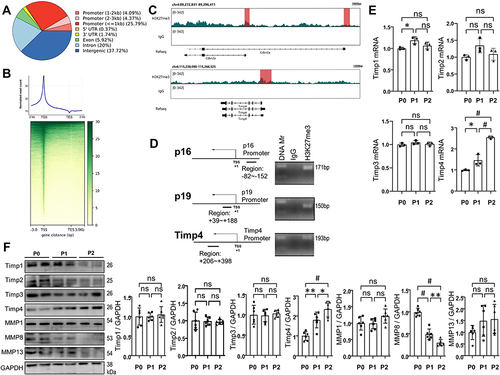 Figure 8 H3K27me3 is enriched in CDKN2A and Timp4 gene promoters. AFs in P0 were harvested for CUT&Tag assay, and AFs from P0, P1 and P2 were harvested for qRT-PCR and WB analyses. (A) Pie chart illustrating the distribution of H3K27me3 depositing sites relative to RefSeq functional categories. (B) Heatmap representing normalized H3K27me3 reads across promoters (±3 kb of TSS; Up) and averaged profiles (Bottom). TES; transcriptional end site. (C) CUT&Tag tracks show H3K27me3 potential localizations on the CDKN2a and Timp4 genes. Areas shadowed in red indicate the regions chosen for PCR validations. (D) Schematic diagram (left) showing the relative positions of the primers on the promoters of the CDKN2a (p16 and p19) and Timp4 genes. Arrows indicate the transcription start site (TSS) and direction and short black lines beneath indicate the locations for PCR. PCR bands shown on agarose gels demonstrate that H3K27me3 specifically binds to the promoter regions of CDKN2a (p16 and p19) and Timp4 genes. (E) Transcriptions of Timp1, Timp2, Timp3 and Timp4 genes were evaluated by qRT-PCR (n=3). (F) WB for analyzing Timp1~4 and three collagenase-type MMPs (n=6). Data are presented as mean ± SD. *p<0.05, **p<0.01, #p<0.001.