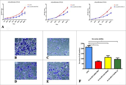 Figure 6. Tumor-promoting effects of circRNAs in AGS human GC cell line. (A) Tumor-promoting effects of circRNA0047905, circRNA0138960, circRNA7690-15 in AGS cell lines. The proliferation curve of AGS cells following transfection with specific siRNAs by the CCK8 assay. The effects of circRNA0047905, circRNA0138960, and circRNA7690-15 knockdown on the invasive ability of AGS cells were assessed by the Transwell method. (B) si-Negative control, (C) si-circRNA0047905, (D) si-circRNA0138960, (E) circRNA7690-15), (F) Quantification was performed by light microscope (200 x), counting the stained cells that invaded the lower chamber, *P < 0.05.