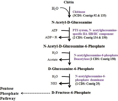 Figure 2. Chitin degradation pathway: number of CDS present in the genome (gi|507135708|gb|ASRV00000000) for the enzymes involved and corresponding contig number of the CDS.