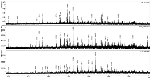 Figure 4. Peptide mass fingerprint analysis of in situ digested SDS–PAGE bands of the purified three malate dehydrogenase forms from Rhodоvulum steppense. From top to bottom: MDH1, MDH2, MDH3.