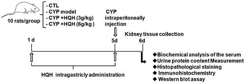 Figure 1. Rat treatment and experimental flow chart.