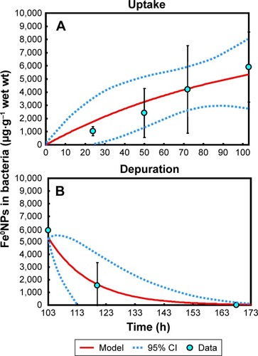 Figure 2 Toxicokinetics of (A) uptake and (B) depuration of Fe0NPs by the bacteria Escherichia coli OP50 during 103 hours’ exposure and then 65 hours’ depuration.Notes: Solid circles are measurements of Fe0NP body burdens in bacteria. Solid and dotted lines are model simulations and 95% CIs of original data points, respectively.Abbreviations: NP, nanoparticle; wt, weight; h, hour; CI, confidence interval.
