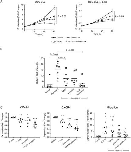 Figure 3. TR-57 and venetoclax reduce the proliferative and migratory capacity of CLL cells.(A) Proliferation of the OSU-CLL and OSU-CLL-TP53ko cells was assessed using flow cytometry in cells stained with CFSE. Cells were treated with TR-57 and venetoclax, alone or in combination for 0–72 h (2 and 2 nM and 25 and 250 nM for TR-57 and venetoclax against the OSU-CLL and OSU-CLLTP53ko lines, respectively). (B) Cell cycle analysis by flow cytometry of primary CLL cells (n = 7 patients) following culture in medium alone or stimulation with Dsp30/IL2. The proportion of CLL cells stimulated into S or G2/M phases and the effects of TR-57 and venetoclax, alone or in combination, on the stimulation were assessed. Representative histograms from one patient sample are shown. Data were analyzed using ModFit software. (C) The effects of TR-57 and venetoclax, alone or in combination, on the expression of CD49d (left) and CXCR4 (center) and on the migratory capacity (right) of primary CLL cells from 7 patients were assessed by flow cytometry. Data are expressed as fold-changes relative to cells cultured in medium alone (control). Asterix indicate the following: *p < 0.05, **p < 0.01, and ***p < 0.001.