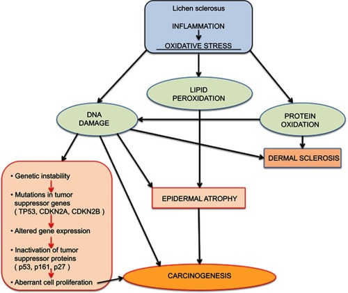 Figure 7 Oxidative stress mechanisms in lichen sclerosus.