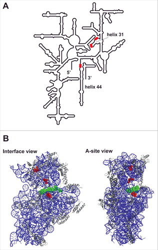 Figure 5. Val-tRF crosslinks to sites in close proximity to the 30S mRNA channel. (A) Sites of Val-tRF(4SU) crosslinking in proximity to helix 31 and helix 44 are indicated by red dots in the schematic representation of the E. coli 16S rRNA secondary structure model. (B) Interface view (left) and A-site view (right) of the small ribosomal subunit from T. thermophilus (pdb file 2J00; Citation46). The Val-tRF crosslinking sites are depicted in red and a 30S-bound mRNA piece is shown in green. The 16S rRNA is in blue and the ribosomal proteins are depicted in gray.