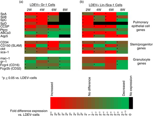 Fig. 4.  Gene expression profile of LDEV+ Gr-1+ and Lin-/Sca-1+ cells in long-term culture. Expression of pulmonary epithelial cell genes, stem/progenitor cell genes and granulocyte genes in (a) Gr-1+ cells and (b) Lin-/Sca-1+ cells that are LDEV+ relative to cells that are LDEV−. Cells were cultured for 2, 4, 6 or 8 weeks (5.3×104 cells/cm2). Gene expression changes relative to LDEV− cells are displayed as heat maps using a base 2 logarithmic scale. Cell culture experiments performed 3 times, and fold expression values are an average of all 3 experiments. *p > 0.05 (Student's t-test), gene expression versus control cells.