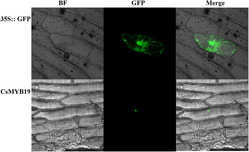 Figure 4. Subcellular localization of CsMYB19 in onion. BF: bright field; GFP: green fluorescence; Merge: image after merger of bright field and green fluorescence.