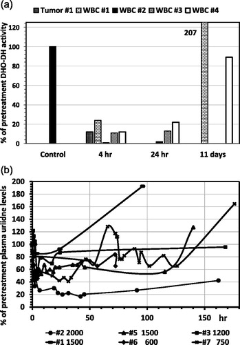 Figure 4. Inhibition of DHO-DH in WBC (4A) and the effect of Brequinar on plasma uridine levels (4B) of patients with solid tumors entered in several Phase II studies at weekly doses of Brequinar at 1500 mg/m2 (#1 and #5), 2000 (#2), 1200 (#3) and 1200 (#4), and twice weekly doses of 600 (# 6) and 750 (#7). (A) Enzyme activities before treatment were set at 100%. From patient #1 we were also able to evaluate two tumor biopsy specimen, one before and one after drug administration. (B) The concentration of plasma uridine before treatment (samples taken in the morning between 9 and 10 am) was 4.9 ± 1.2 μM (range 4.03–6.8 μM); values were calculated by setting the pretreatment level at 100%. The doses of 600 and 750 mg/m2, given twice weekly, showed a slight decrease of uridine after 72 hr for #7 (from 128% to 76%) and even less for #6, possibly within the natural circadian variation.