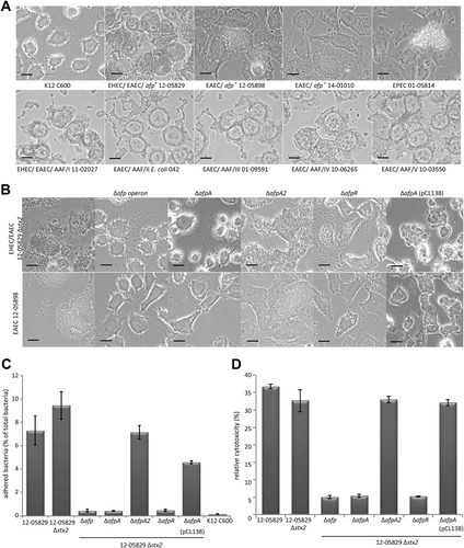Fig. 3 afp-positive E. coli strains exhibit a characteristic adherence pattern to HEp-2 cells and cytotoxicity depending on the presence of the afp operon and the AraC family regulator gene afpR but not afpA2.a Aggregative adherence to HEp-2 epithelial cells of the afp-positive E. coli strains 12-05829, 12-05898 and 14-01010 compared to EPEC 01-05814 and AAF/I–V-positive strains. Strain K12 C600, which lacks aggregative adherence, served as negative control. b Aggregative adherence to HEp-2 epithelial cells of the afp-positive E. coli strains 12-05898, 12-05829 Δstx2, and the respective afp, afpA, afpA2 and afpR deletion mutants and the ΔafpA complementation strain carrying pCL138. Phase contrast microscopy images are shown with 1000-fold magnification (scale bar 25 µm) for (a–c) Quantitative HEp-2 adhesion assay of the Shiga-toxigenic hybrid strain 12-05829, the respective stx2, afp, afpA, afpA2, afpR deletion mutants and the ΔafpA complementation strain carrying pCL138. Bars show the percent of bacteria adhered to HEp-2 cells after 4 h. d Cytotoxicity assay performed with EHEC/EAEC strain 12-05829, its respective stx2, afp, afpA, afpA2, afpR deletion-mutants and the ΔafpA complementation strain carrying pCL138. The results for (c) and (d) represent the means and standard deviations of triplicate reactions and are representative for at least two additional experiments