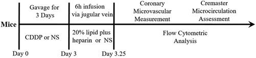 Figure 1. The experimental scheme.