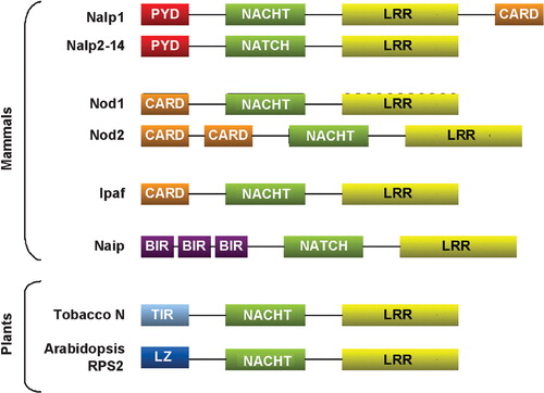 Figure 1 NLR proteins are characterized by a tripartite structure: 1) a C‐terminal leucine‐rich repeat (LRR) domain that is involved in the sensing of their cognate ligands; 2) a centrally located NACHT domain, which mediates self‐oligomerization; and 3) at least one N‐terminal protein‐protein interaction domain that transduces signal upon NLR activation. Nalp1–14 display a pyrin domain (PYD), while Nod1 and 2 and Ipaf contain caspase recruitment and activation domains (CARD), and Naip presents three baculovirus inhibitor of apoptosis protein repeat domains (BIR). Notably, these proteins display a remarkable structural and functional homology to a subfamily of plant‐disease‐resistance proteins (R proteins), such as RPS2 from Arabidopsis and N protein from tobacco plants, demonstrating the high phylogenic conservations of NLRs in organisms from different kingdoms. NLR: Nod‐like receptors; NACHT: [Naip: neuronal apoptosis inhibitory protein; CIITA: MHC class II transcription activator; HET‐E: incompatibility locus protein from Podospora anserina; TP1: telomerase associated protein]; TIR: Toll/interleukin‐1 receptor; LRR: leucin‐rich repeat; RPS2 and LZ: no definition.