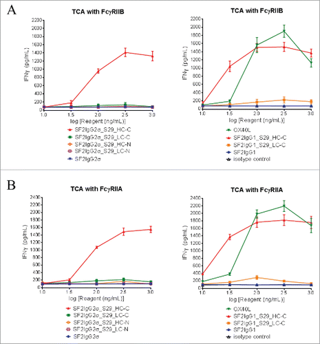 Figure 6. FcγRII-crosslinking dependent T cell activation assay for the assessment of agonism of SF2 antibodies and mAbtyrins. Increasing concentrations (10 to 1000 ng/mL) of testing agents as indicated were applied to CD4+ T cells in assay plate pre-coated with OKT3 antibody and recombinant FcγRIIB (A) or FcγRIIA (B) receptors. T cell activation in terms of induced expression of cytokines IFNγ were assessed. The amount of IFNγ were plotted against the concentrations of test agents (Data expressed as mean ± SEM, n = 6 of T cells from two donors).