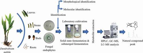 Figure 3. An overview of Orchidaceae plants fungal endophytes from isolation to natural compound production from metabolites.