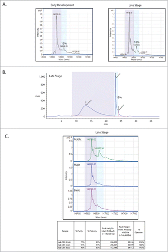 Figure 1. This mAb is glycated and the glycation enriches in the acidic CEX fraction. (A) Intact mass analysis of the deglycosylated mAb shows that glycation increases from early development (15% glycation) to late stage (18%) production processes. The glycated species is indicated by light blue shading while the non-glycated population is indicated by light purple shading. (B) Boronate affinity estimates of glycation levels are in agreement with the intact mass analysis at 19%. (C) Intact mass analysis of the CEX fractions shows that glycation is enriched in the acidic fraction. Estimates of purity, potency, peak height and glycation level are shown for each fraction in the table.