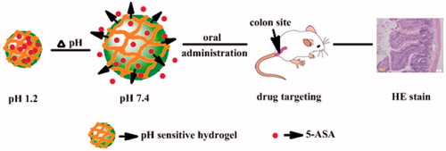 Scheme 1. Schematic illustration of drug release from pH-sensitive hydrogel and its application in UC therapy .