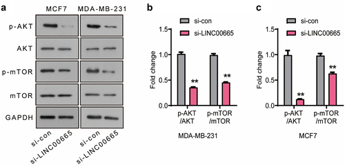 Figure 3. Knockdown of LINC00665 inactivated the AKT/mTOR signaling pathway in breast cancer cells.