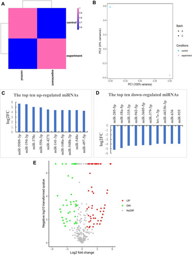 Figure 5 Differentially expressed exosomal miRNAs. (A) Cluster analysis of miRNAs in the two groups. (B) Principal component analysis of miRNAs. (C) The top 10 up-regulated miRNAs in the experimental group. (D) The top 10 down-regulated miRNAs in the experimental group. (E) Volcano map showing the overall differentially expressed miRNAs (DEmiRNAs) in the two groups. Each point represents a miRNA. Points in green indicate downregulated miRNAs (log2FC≥1 and FDR<0.01), while points in red indicate upregulated miRNAs (log2FC≥1 and FDR<0.01). Grey dots indicate miRNAs (log2FC<1 and FDR≥0.01).