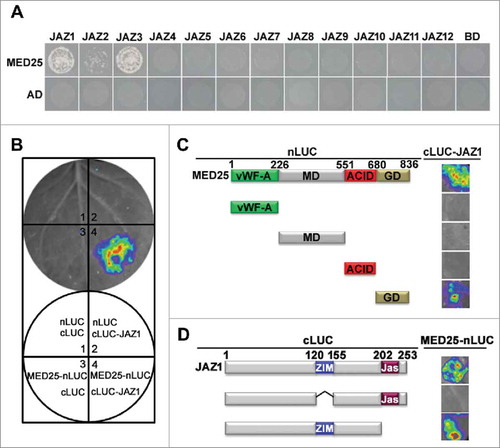 Figure 1. MED25 interacts with a subset of JAZ proteins. (A) Y2H assays show the interaction of MED25 with JAZ proteins. Transformed yeast strains were plated on SD medium lacking His, Ade, Leu, and Trp (SD/−4). (B) MED25 interacts with JAZ1 in LCI assays. (Top) LUC images of N. benthamiana leaves coinfiltrated with the different construct combinations are shown in the lower quadrant of the circle. (C) and (D) Mapping of the protein domains involved in MED25-JAZ1 interaction using LCI assays. (C) Based on the schematic protein structure of MED25, full-length MED25 or its derivatives (MED25-nLUC or MED25-nLUC derivatives) were tested for interactions with JAZ1 (cLUC-JAZ1). N. benthamiana leaves co-transformed with MED25-nLUC or MED25-nLUC derivatives and cLUC-JAZ1 were imaged 72 h after Agrobacterium infiltration. (D) Based on the schematic protein structure of JAZ1, full-length JAZ1 or its derivatives (cLUC-JAZ1 or cLUC-JAZ1 derivatives) were tested for interaction with MED25 (MED25-nLUC). N. benthamiana leaves co-transformed with cLUC-JAZ1 or cLUC-JAZ1 derivatives and MED25-nLUC were imaged 72 h after Agrobacterium infiltration.