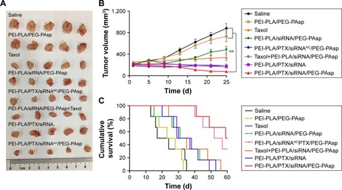 Figure 9 In vivo antitumor effect of systemic administration of PTX and survivin siRNA co-delivering nanoparticles in A549 tumor-bearing mice. BALB/c male nude mice (4–6 weeks old, 18–22 g) in each group were subcutaneously implanted with 2×106 A549Luc cells in the right oxter to establish the subcutaneous tumor model. The mice were injected intravenously with various formulations (N/P=30, C/N=1/5; PTX content: 6.04%). PTX was administered at a dose of 7.5 mg/kg, and survivin siRNA was administered at a dose of 3 mg/kg. (A) Tumor photographs (n=5). (B) Changes in tumor volume. Mean tumor volumes were analyzed using one-way analysis of variance. **p<0.05 (n=5). (C) Kaplan–Meier survival curves of A549 tumor-bearing BALB/c mice (n=6).Abbreviations: PTX, paclitaxel; PEI-PLA, polyethyleneimine-block-polylactic acid; PEG-PAsp, poly(ethylene glycol)-block-poly(L-aspartic acid sodium salt).