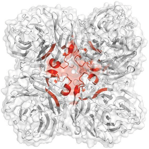 Figure 2. HDX-MS data of 5X FT rNA in NaPBS buffer mapped onto three-dimensional structure. Highlighted region (red) represents peptides that showed increase in deuterium uptake and is also known as the 150 loop which undergoes conformational change during substrate binding.