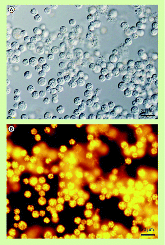 Figure 4.  Oil-accumulating cells of Aurantiochytrium sp. strain 18W-13a. (A) Differential interference contrast microscopy. (B) Fluorescence microscopy of Nile red-stained cells. Yellow fluorescence indicates nonpolar lipids including squalene. Peripheral red fluorescence indicates phospholipids, the major component of the cell membrane.
