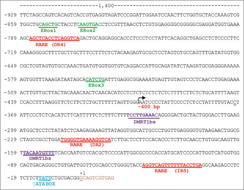 Figure 3. Partial schematic representation of the −1,400 Stra8 promoter region. +1 indicates the start of transcription. The TATA-box like sequence (blue), the putative binding sites (RARE, red) for retinoic acid receptor, for DMRT1 (purple) and the 3 E-Boxes (green) are indicated. It is also indicated the begin of the −400-Stra8-promoter construct ( ).