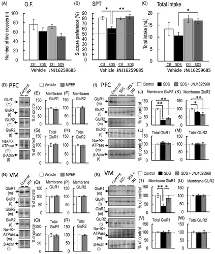 Figure 5. Effect of JNJ16259685 pretreatment on SDS mice. (A–C) The effects on the locomotor activity (A, O.F.: control-saline, n = 5; control-JNJ16259685, n = 5; SDS-saline, n = 5; SDS-JNJ16259685, n = 5), and sucrose preference test (SPT: B) and total intake (C) (control-saline, n = 5; control-JNJ16259685, n = 5; SDS-saline, n = 5; SDS-JNJ16259685, n = 5) of mice were measured for 24 h. (D, I) Representative western blot of membrane and total GluR1 and GluR2 in the PFC 2 h after the final SDS exposure. (E–H, J–M) Representative graphs of the protein level of membrane GluR1 (E, control-saline, n = 4, control-JNJ16259685, n = 4; J, control-saline, n = 5; SDS-saline, n = 5; SDS-JNJ16259685, n = 5), membrane GluR2 (F, control-saline, n = 4, control-JNJ16259685, n = 4; K, control-saline, n = 5; SDS-saline, n = 5; SDS-JNJ16259685, n = 5), total GluR1 (G, control-saline, n = 4, control-JNJ16259685, n = 4; L, control-saline, n = 5; SDS-saline, n = 5; SDS-JNJ16259685, n = 5) and total GluR2 (H, control-saline, n = 4, control-JNJ16259685, n = 4; M, control-saline, n = 5; SDS-saline, n = 5; SDS-JNJ16259685, n = 5) in the PFC. (N, S) Representative western blot of membrane and total GluR1 and GluR2 in the VM 2 h after the final SDS exposure. (O–R, T–W) Representative graphs of the protein level of membrane GluR1 (O, control-saline, n = 4, control-JNJ16259685, n = 4; T, control-saline, n = 5; SDS-saline, n = 5; SDS-JNJ16259685, n = 5), membrane GluR2 (P, control-saline, n = 4, control-JNJ16259685, n = 4; U, control-saline, n = 5; SDS-saline, n = 5; SDS-JNJ16259685, n = 5), total GluR1 (Q, control-saline, n = 4, control-JNJ16259685, n = 4; V, control-saline, n = 5; SDS-saline, n = 5; SDS-JNJ16259685, n = 5), and total GluR2 (R, control-saline, n = 4, control-JNJ16259685, n = 4; W, control-saline, n = 5; SDS-saline, n = 5; SDS-JNJ16259685, n = 5) in the VM. All data are presented as the mean ± SEM. **p < .01, *p < .05.