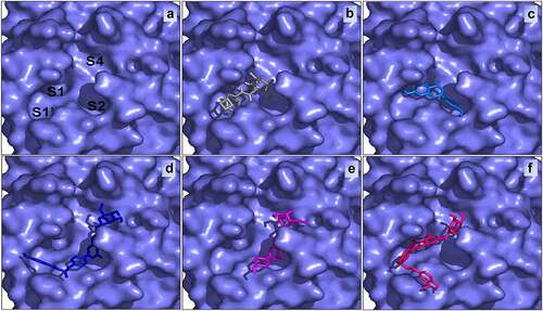 Figure 4. The active site of SARS-CoV-2 (a) bound with Boceprevir (b), Apigenin (c), Apigenin 7-glucoside-4’-p-coumarate (d), Apigenin 7-O-beta-D-glucoside (Cosmosiin) (e) and Apigenin 7-glucoside-4’-trans-caffeate (f) .