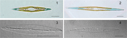 Figs 1–4. Haslea karadagensis and H. ostrearia, LM. 1. Live cell of H. karadagensis. 2. Live cell of H. ostrearia. 3. Cleaned frustule of H. karadagensis. 4. Cleaned frustule of H. ostrearia. Scale bars = 10 µm.