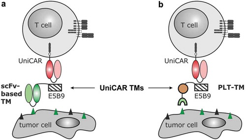 Figure 1. Retargeting of UniCAR T cells with the novel PET tracer-based PSMA PLT-TM. (a) In previous studies, we showed that UniCAR T cells can be retargeted to tumor cells via single-chain fragment variable (scFv)-based target modules (TMs). As schematically shown such scFv-based TMs represent a fusion molecule consisting of the respective scFv and the UniCAR epitope (E5B9). Thus, UniCAR T cells can form an immune complex with the TM, which allows the UniCAR T cell to recognize a specific target on the surface of the tumor cells. (b) As the development of a scFv-based TM for a clinical application is time-consuming and cost-extensive, we wanted to learn whether or not functional TMs can also be constructed from low-molecular-weight molecules: E.g. based on the PSMA-specific ligand PSMA-HBED-CC (PSMA-11 analogue). In order to transform this tracer in a potential TM, we fused the E5B9 epitope during chemical synthesis with PSMA-HBED-CC (see also Figure 2). The resulting compound PSMA peptide/ligand tracer TM (PSMA PLT-TM) cannot only be used for PSMA-PET imaging but also for retargeting of UniCAR T cells to PSMA-positive tumor cells.