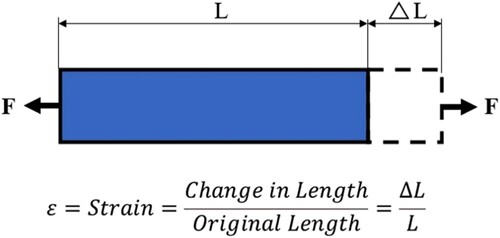 Figure 12. Strain – the ratio of the elongation change to the original length (illustration: N. Helfman).