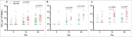 Figure 2. Glycoprotein-specific T-cell response measured by Enzyme-Linked ImmunoSpot at different time points pre- and post-vaccination. IFN-γ expressing T-cells per 106 PBMC in the all participants (A, n = 31 in the low dose group and n = 30 in the high dose group), and those with pre-existing adenovirus type-5 neutralising antibody titres ≤ 1:200 (B, n = 13 in the low dose group and n = 9 in the high dose group) or >1:200 (C, n = 18 in the low dose group and n = 21 in the high dose group). Cases with undetected T cell response were not shown. The line at median with 75th percentiles (3rd quatile, Q3) were shown in the figure. IFN = interferon. PBMC = peripheral blood mononuclear cells.