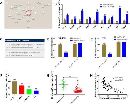 Figure 6 miR-340 directly targets WIF1. (A) miRNA–mRNA network analysis. The regulatory relationship of miRNAs and genes was predicted using microRNA.org and then visualized using Cytoscape 3.4.0. This network contained 11 miRNAs and 26 genes. (B) Relative expression levels of 9 candidate target genes of miR-340 in WERI-RB1 after miR-340 overexpression or Y79 cells after miR-340 suppression. (C) The 3ʹUTR of WIF1 contained two binding sites of miR-340 predicted using microRNA.org. (D and E) Luciferase activity was measured in WERI-RB1 (D) and Y79 (E) cells co-transfected with miR-340 mimics or miRNA negative and wild type (wt) or mutant (mut) 3ʹUTR of WIF1. (F) qRT-PCR results showed that WIF1 mRNA expression level in retinoblastoma cell lines was significantly down-regulated compared with retinal pigment epithelial cell line ARPE-19. (G) qRT-PCR results showed that WIF1 mRNA expression level in retinoblastoma tissues was lower than normal retina tissues. (H) Pearson correlation analysis between miR-340 and WIF1. *P<0.05, **P<0.01.