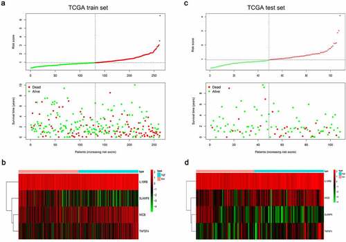 Figure 10. Characteristics of the FAM83D-associated prognostic signature in the TCGA dataset. The dotted line is the optimal cut-of value for dividing HCC patients into high and low risk groups. (a) The distribution of risk-score and the survival status of HCC patients in train set. (b) Heatmap of the FAM83D-associated prognostic signature expression profiles between the high and low-risk groups in train set. (c) The distribution of risk-score and the survival status of HCC patients in test set. (d) Heatmap of the FAM83D-associated prognostic signature expression profiles between the high and low-risk groups in test set