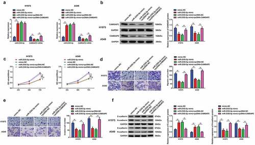 Figure 6. Elevated CAMSAP2 reverses the effects of strengthening miR-2355-5p on NSCLC cell advancement. A/B: RT-qPCR and Western blot to detect miR-2355-5p and circSOD2; C: CCK-8 to detect cell proliferation; D/E: Transwell to detect cell migration and invasion abilities; F: Western blot detection of E-cadherin and N-cadherin after cell transfection; *P < 0.05; **P < 0.01. N = 3. The data in the figure were manifested as mean ± SD.