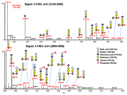 Figure 2. Deconvoluted mass spectra of the linker tryptic peptide [210–238], SLSLSPGGGGGSGGGGSGGGGSGGGGSAR and associated glycosylated species. Top panel: Mass range m/z [2130–3000]. Bottom panel: Mass range of m/z [2800–3900] with expanded ion intensity.