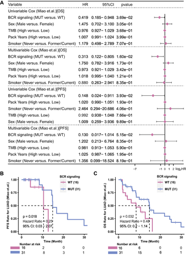 Figure 2 The predictive value of clinical characteristics and the mutation status of the BCR signaling pathway for ICI efficacy. (A) Forest plot of the results of the univariate and multivariate Cox regression analyses in the Miao-LUAD cohort (ICI-treated cohort). The main portion of the forest plot presents the hazard ratios (HR) and 95% confidence intervals (95% CI). The p value represents the statistical significance of the variable. The HR indicates whether the factors are predictors of favorable (HR < 1) or poor (HR > 1) outcomes. KM survival curves for (B) PFS and (C) OS in 47 LUAD patients from the Miao-LUAD cohort.