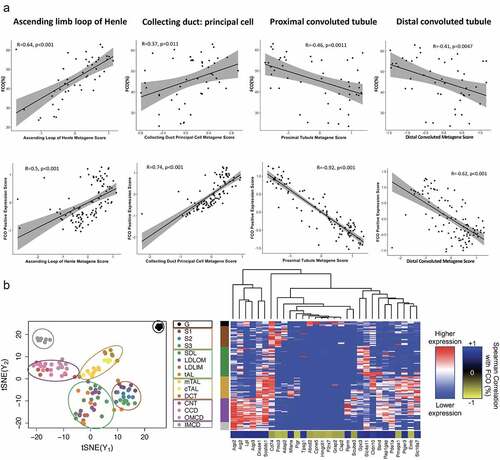 Figure 5. Corroboration of human FCO-related gene expression using orthologous renal genes in mouse (a) and rat (b). Panel A. The expression of human orthologs of mouse kidney cell gene signatures for ascending limb of the loop of Henle cells, and the collecting duct’s principal cells are strongly correlated with FCO related gene expression. Expression of human orthologs of mouse proximal and distal convoluted cells are inversely correlated with FCO related gene expression (95% confidence interval indicated by grey shades). Panel B, left. t-SNE clustering using rat orthologs of human FCO related genes that discriminates six kidney regions in the rat. Human genes were chosen whose expression exhibited a Spearman correlation with FCO proportions of at least > |0.6|. Panel B, right. Hierarchical clustering using the top 30 influential genes in the t-SNE clusters showing association of medullary segments with genes positively correlated with FCO proportions whereas cortical nephron segments and glomerulus are influenced by gene expression negatively associated with FCO proportions.