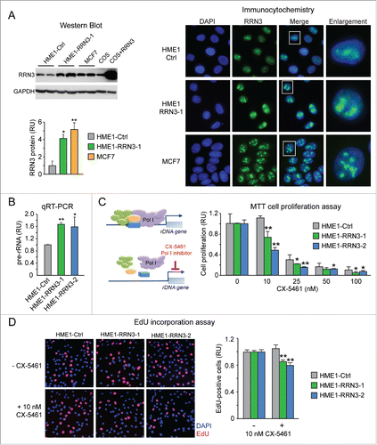 Figure 5. Ectopic expression of RRN3 in HME1 cells promotes rRNA synthesis and confers increased sensitivity to the anti-proliferative action of the Pol I inhibitor CX-5461. (A) Quantitative Western blot (blot shown at top left, quantification shown at bottom left) and immunocytochemistry (right) show that RRN3 protein expression in HME1 cells stably transfected with RRN3 (here shown a representative clone, HME1-RRN3-1) is higher relative to control HME1 cells transfected with the cognate empty vector (HME1-Ctrl), but similar to the RRN3 protein expression level of MCF7 breast cancer cells. (B) RRN3 overexpression leads to increased rRNA synthesis (assessed by pre-rRNA qRT-PCR) in 2 HME1-RRN3 clones relative to HME1-Ctrl cells. (C) MTT assay shows that the Pol I inhibitor CX-5461, which selectively inhibits Pol I transcription by disrupting the formation of the Pol I pre-initiation complex (left), inhibits proliferation of HME1-RRN3 cells at lower concentrations relative to HME1-Ctrl cells (right). (D) EdU incorporation assay further shows that 10 nM CX-5461 reduces the number of HME1-RRN3 cells in S phase (EdU-positive cells) while it does not affect HME1-Ctrl cells. * = p < 0.05; ** = p < 0.01.