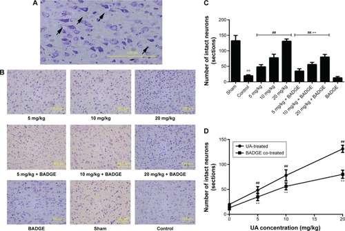 Figure 2 Effect of UAtreatment on brain damage in rats.