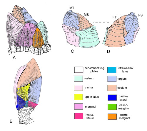 Figure 1. Comparative morphology of thoracican cirripedes. A, balanomorph Chionelasmus darwini (Pilsbry, Citation1907) in lateral view; B, C, verrucid Altiverruca quadrangularis (Hoek, Citation1883), lateral views; D, scalpellid Amigdaloscalpellum mamillatum (Aurivillius, Citation1898), lateral view. Abbreviations: FS, FT, fixed scuta and terga; MT, MS, moveable scuta and terga; ped, peduncular. Not to scale.