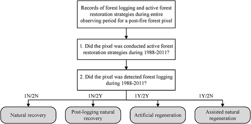 Figure 4. The rules employed for distinguishing recovery patterns based on the implementation of forest logging and active forest restoration strategies.